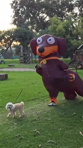 Mis Domingos con Sisi 🤭🤣🐶 ¿Quien pasea a quien? 🤣🤣 No se pierdan la levantada de patita por favor 🤣 PD: si bien Sisi no sale tanto en mis videos (porque tiene su carácter jajaja) siempre la pasamos bien juntas, pero ella es como su papi Samuel, detrás de cámaras está contenta 😂🤭