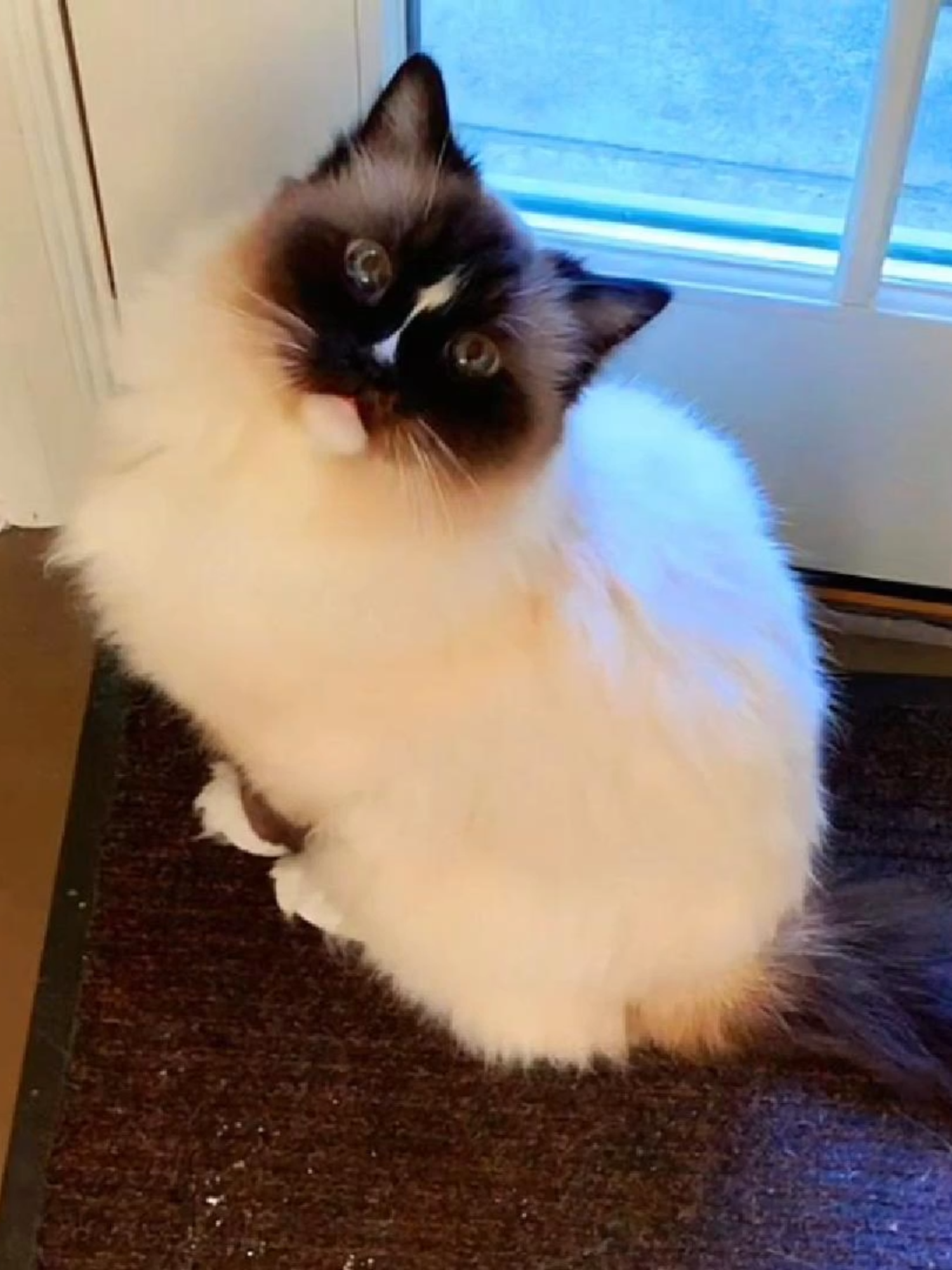 Yard Flea Treatment: The Organic Way! 🌱 Pet safe & effective Fleas BEGONE! 👋 My eco-friendly yard routine: Ecosmart, Epsom salt & DIY garlic spray.  Products discussed in this video: EcoSMART Granules: https://geni.us/chewyecosmart [Amazon] #affiliate Scotts Whirl Hand-Powered Spreader: https://geni.us/scottswhirl [Amazon] #affiliate Garlic Barrier 2002 AG+: https://geni.us/garlicag [Amazon] #affiliate Chapin 20002 Pump Sprayer, 2 Gallon: https://geni.us/chapinpumpsprayer [Amazon] #affiliate #OrganicFleaControl #GardenPestControl #HomeRemedies #DogOwners #CatOwners #ChemicalFreeLiving #OutdoorJoy #ItchFree #PetWellness