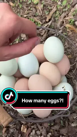 How many eggs do you think?!? #eggs #chicken #chickencoop #farmfresheggs