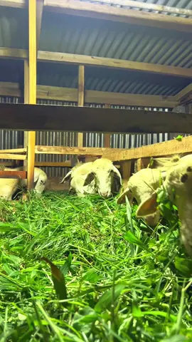 Peternak domba #dombamania #ternakkambing #kandangdomba #fyp