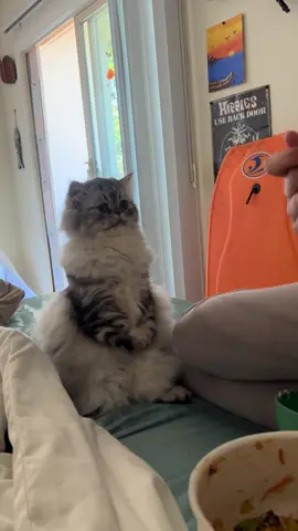 I don’t think cats can have salad:( don’t worry I gave him some shredded chicken 💗💗 #catsoftiktok #cateating 