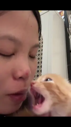 Uuu stop itttt #cats #funny 