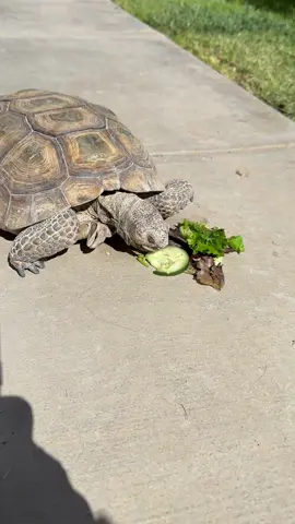 Bonnie enjoying some yummies #vegastortmom #turtlesoftiktok #cuteturtles #deserttortoise #rosie 