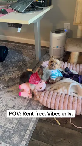 The way Gia is so unbothered by Chapo has me dying…. Just a chill dog hanging with his llama 🦙🩷#yorkie #funnydog #funny #cutedog @Samin 