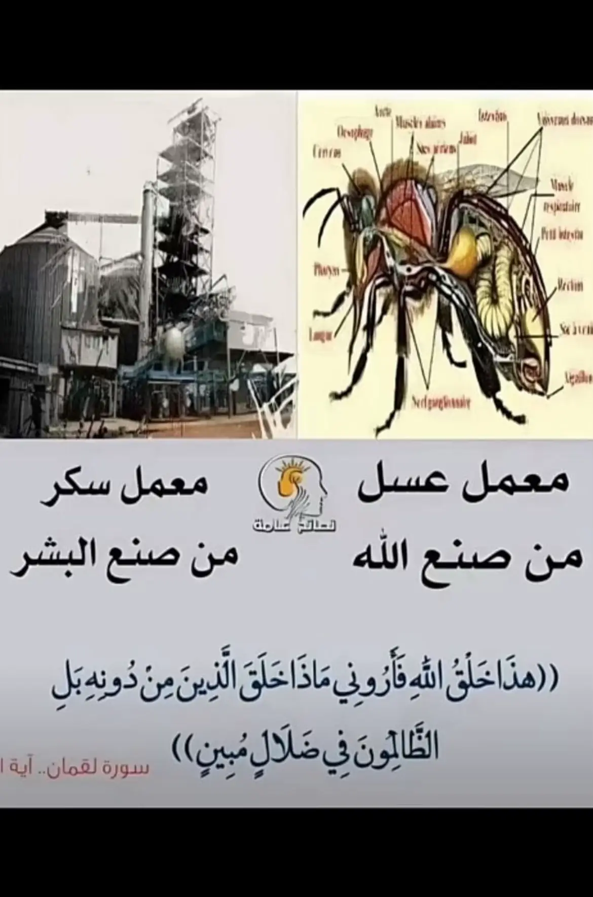 #لاأله_الا_انت_سبحانك_اني_كنت_الضالمين 