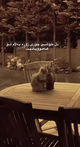 هــەمــوویــانــیــت♾️🤎.#actives? #viral #foryou #t #sulimany 