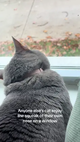 What does this mean #weirdcat #strangecat #interestingcat #stupidcat #sillycat 