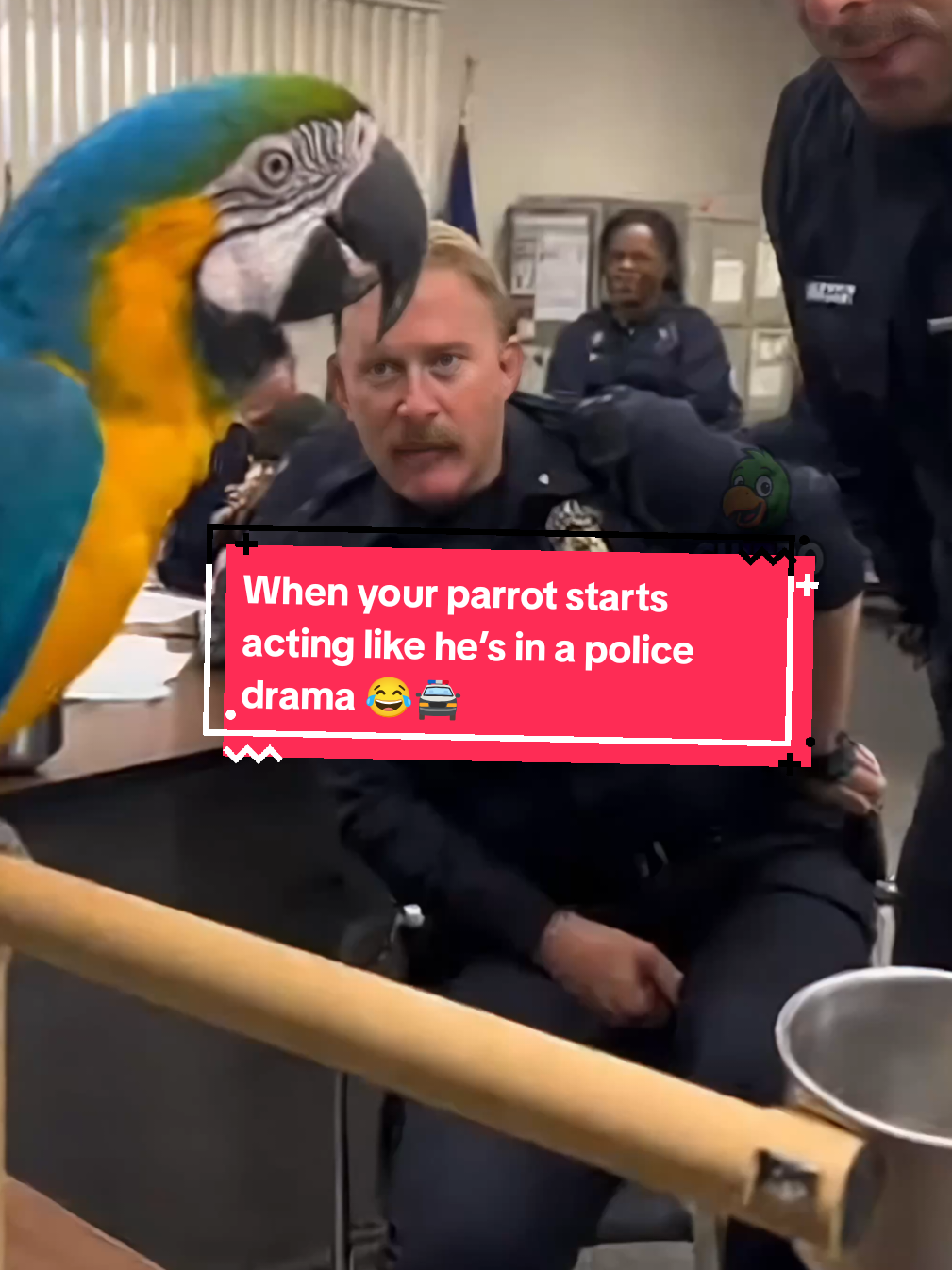 When your parrot starts acting like he’s in a police drama 😂🚔 #funnyparrot #funnyparrot #comedy 
