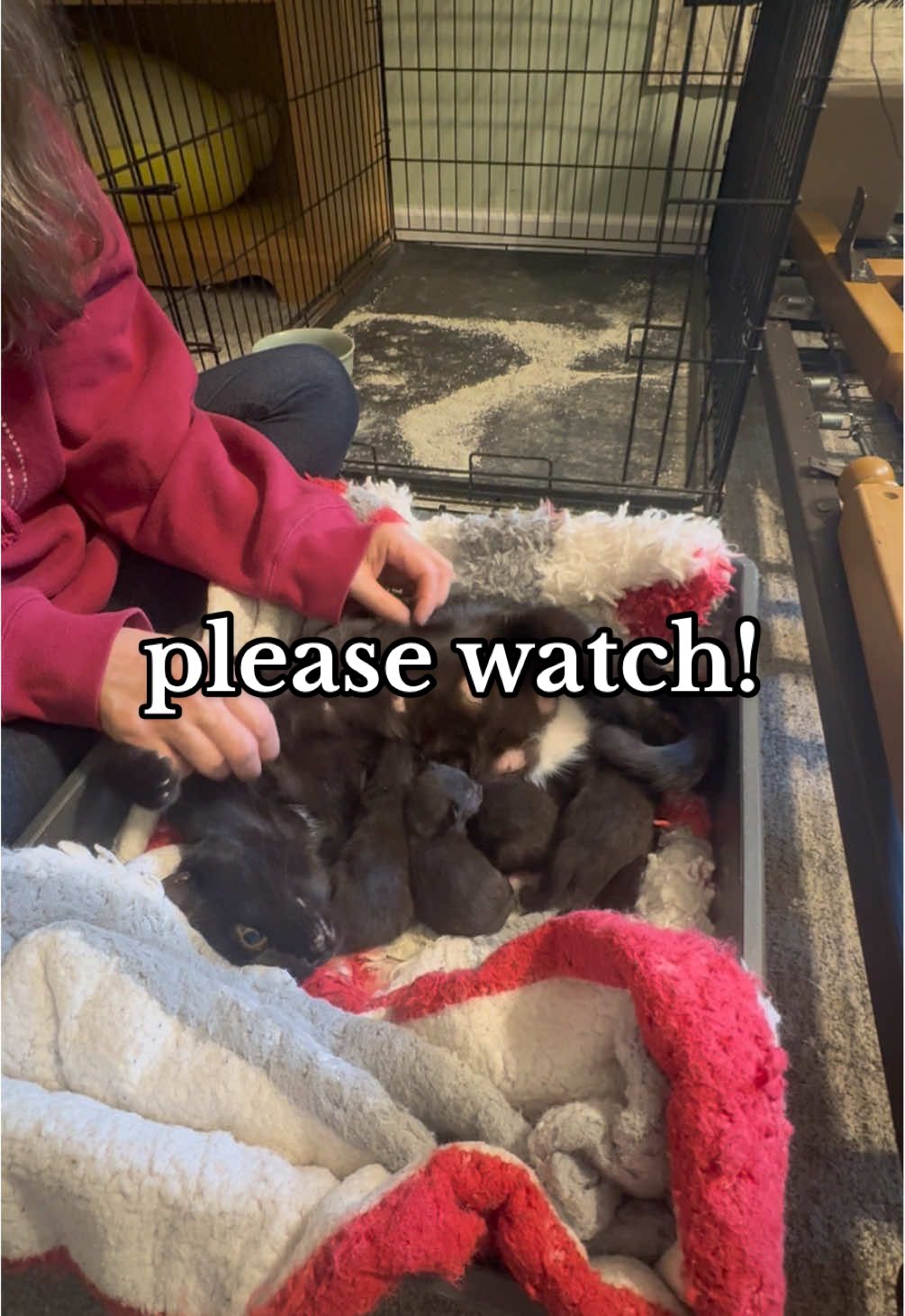 amazon wishlist and gofundme in my bio!  please like, comment, and repost to help spread the word 🫶🏼🫶🏼   #fyp #foryou #catsoftiktok #labubu #viral 