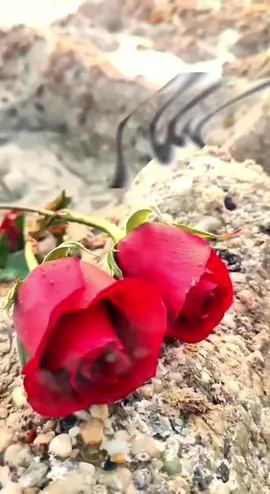 #في هذا اليوم 