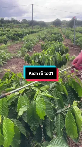 Kích rễ cho cây con