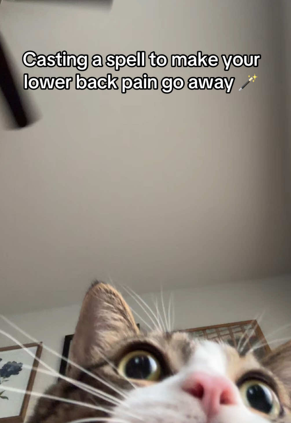 You can save this magic video for later! 🙀 #catmagic #catsoftiktok 