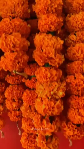 #Happy  Tihar#