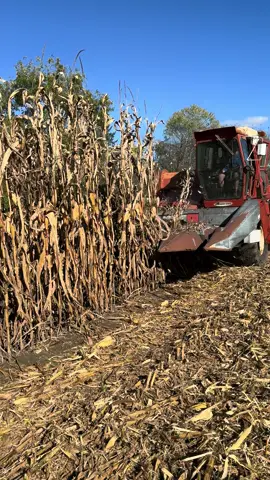 The trumpet will sound love this song