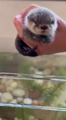 Mini nutria #Viral #fyp #tiktok #pet 