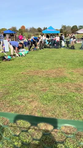 🐾a special day for speical dogs @Vintage Pet Rescue #seniordogsoftiktok #cute #rescuedog #racing #handicap 