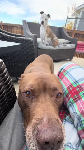 World’s cutest little begger #talkingdogs #beggingdog #pitbullsoftiktok #staffy 