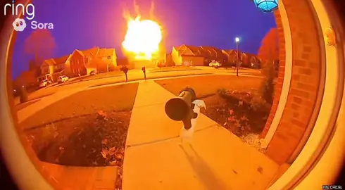 Dog blows up house #sora #ai #dog #gun #funny