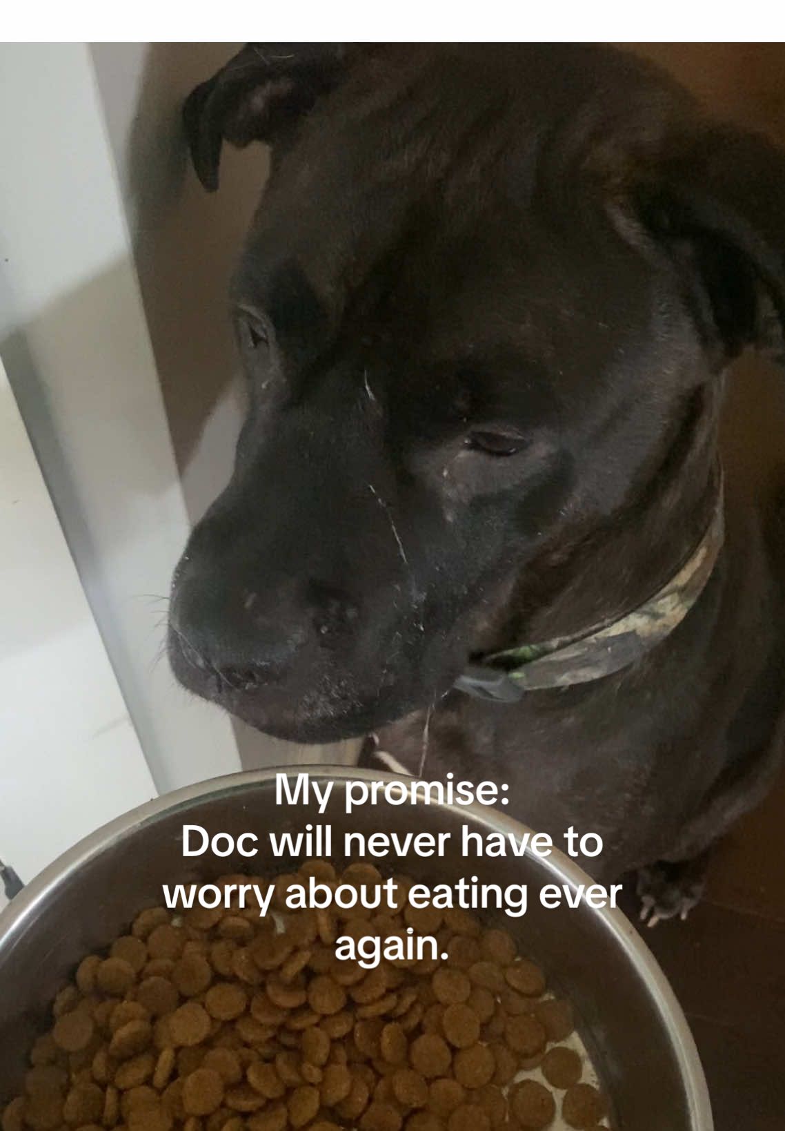 Feeding a starved dog isn’t simple. It’s a slow, strategic process built on patience, observation, and love. When Doc first arrived, his system couldn’t even handle a full cup of food — his body had to relearn how to process nutrition again after starvation. Now, 11 weeks in, he’s thriving on three structured meals a day. Morning: includes kibble and canned food (thank you to everyone who sent food from his wishlist 🙏). Lunch: is strictly kibble to stabilize digestion. Dinner: is his favorite — kibble, kefir, and a wholesome topping like rice, green beans, or venison. We’re feeding for healing, not just weight. Another 25 lbs to go before he can move to twice-daily feedings like the rest of the dogs. Recovery takes commitment — and this boy knows exactly when it’s mealtime! ❤️ #fosterdog #rescuedog #docholliday #docholliday #feedingtime 