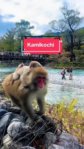 Nay gặp nguyên gia đình ngộ không luôn 🤣#kamikochi🍁🍂 #名古屋 #nagano #上高地 #名古屋 