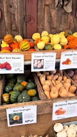 📍Elves Christmas Tree Farm & Pumpkin Patch 🎃🍂🧡  #fallactivities #pumpkinpatch #cozyvibes #pumpkinseason #autumn 