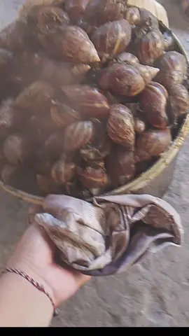 masak rica bekicot #cemilanunik #makananunik #bekicot #makanan #viralvideos 