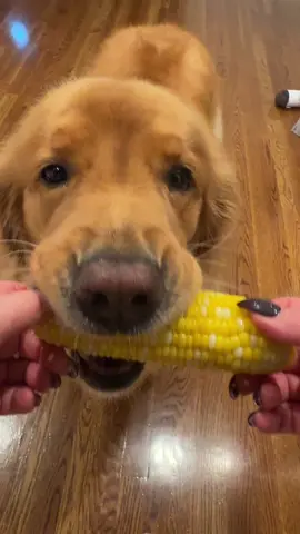Little buddy try’s corn for the first time!!! #goldenpuppy #corn #asmr #dogsoftiktok @Wall Street Grooming Salon 