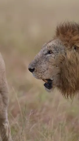 Brothers in war and blood  Osidai & Mdogo, two legends of the Mara. In this sighting, they once tried to take over Rongai while the three mighty Black Rock males were still in charge, but their attempt failed. Yet, that didn’t stop them. They moved on to other areas, eventually claiming new territory and now lead another pride in the Mara. With confidence, persistence, and the heart of a wild lion, nothing can stand in your way just like these two warriors! Great video as always by the legend @lesnafi  📍Masai Mara, Kenya  Photographer Credit:- @Lesnafi 