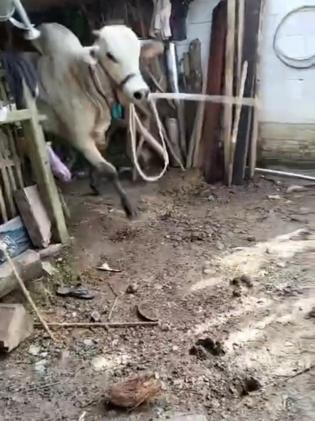 Keluar kandang langsung kabur haha