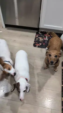 Dachshund rescue, dinner time. #dachshund #doubledapple #dachshundrescue #specialneedsdog #dachshundpuppy 