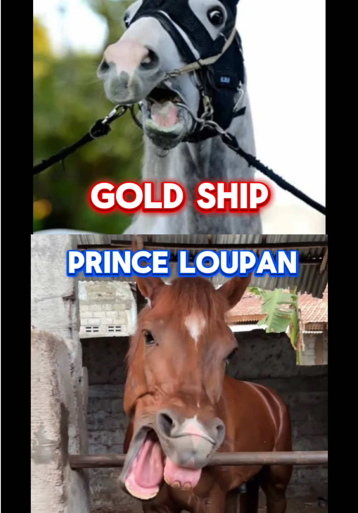 Prince Loupan Indonesia Gold Ship The Story Continues  #goldship #umamusumeprettyderby #kudapacu #horseracing #princeloupan 
