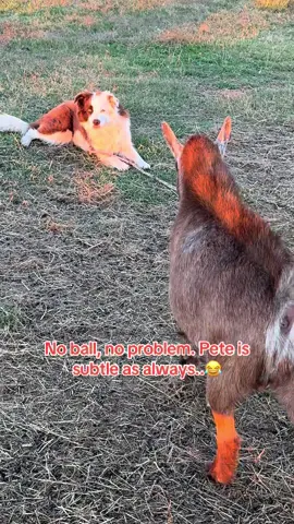 #petermichael #bordercollie #buckythegoat #anatolianshepherddog #livestockguardiandog 