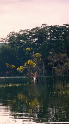 Suối tía Đà Lạt mùa thu #dalatcham #suoitia 