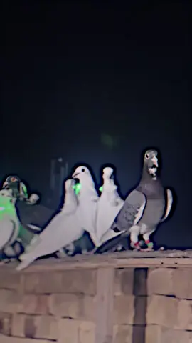 حرام ما يصعد💔👌🏻#صافي #ارافل_العراق #فيديو_ستار 