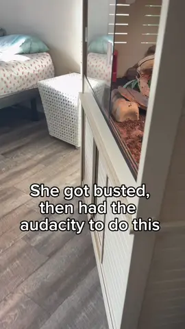 “She” be acting like a “he” #beardeddragon 