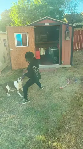 My son came thru & they haven fun..#myfurbaby #gottalovehim #PetsOfTikTok #massfollowing🔥🔥 