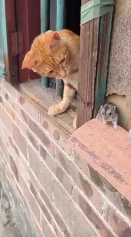 oh no no no! #cat #catsoftiktok #cats #catlover #animal 