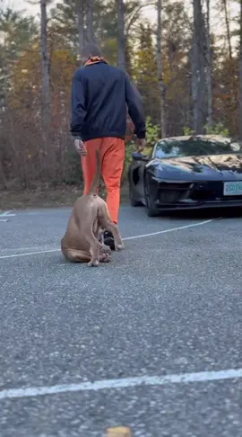 First day on the job training dogs yeah nah I think I’m gonna go home it’s to wild out here for me 😂😵‍💫😩 ##fyp##foryou##dogsoftiktok##funny