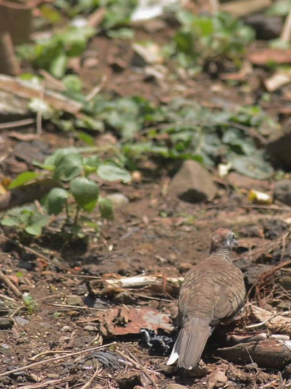 Burung Perkutut Lokal Alam #CapCut #beranda #fyppppppppppppppppppppppp #perkutut #perkututlokal 