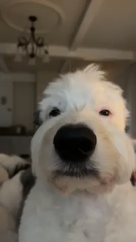 Dougy wougy. The audio fit too perfect