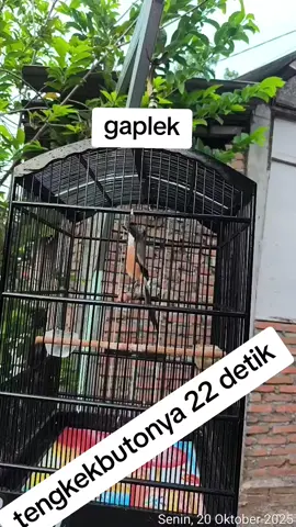 semangat embun pagi #semuaorang