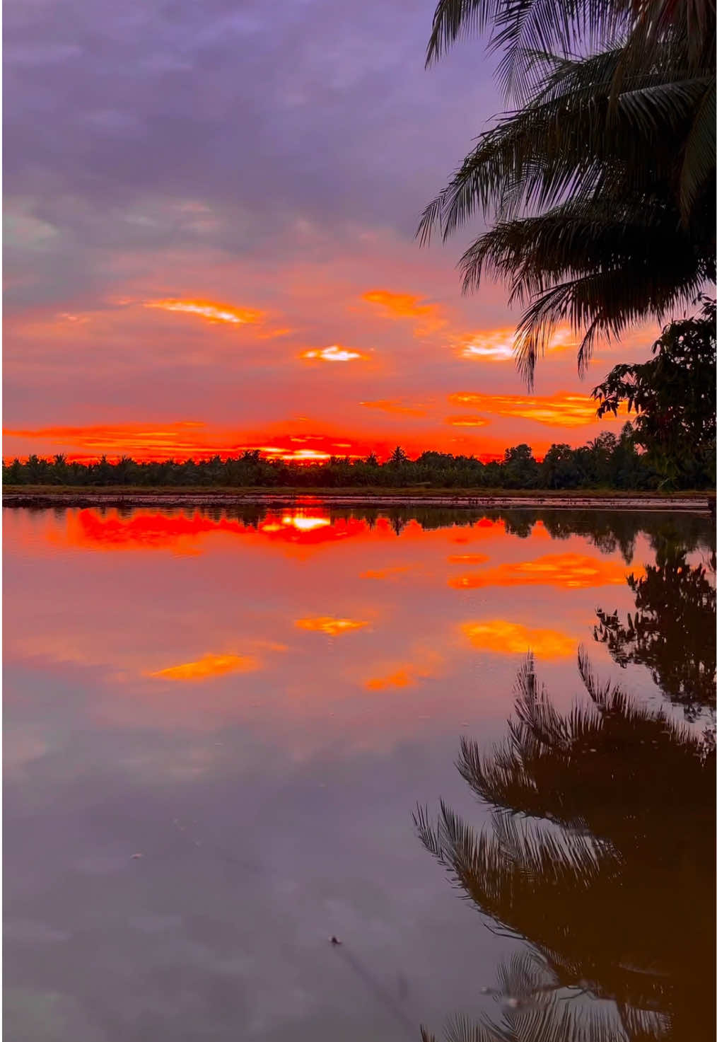 🪿🦗🌴🎶🌾🦆🍃🍂🫧