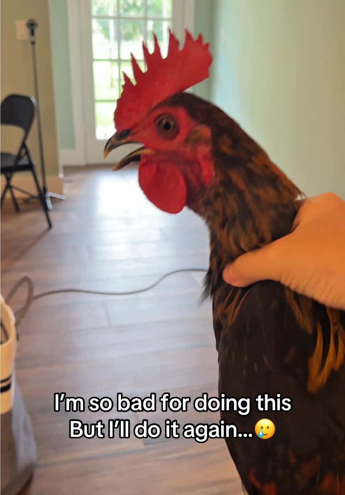 Choking a rooster while he’s crowing #chicken #funnyanimals #farmlife 
