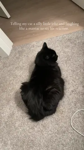 i thought it was hilarious. #catsoftiktok #tuxedocatsoftiktok #fancyfeast 