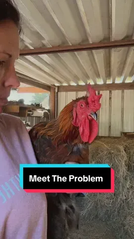 Rooster saga continues….Jazzy 😠 #chicken #birds #barn #farmmom #fight 