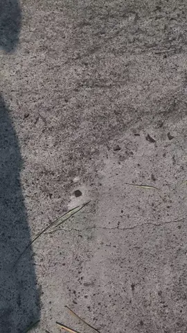 🤙🏻🤪🤙🏼 #fyp #mxking150 #mxsoloraya 