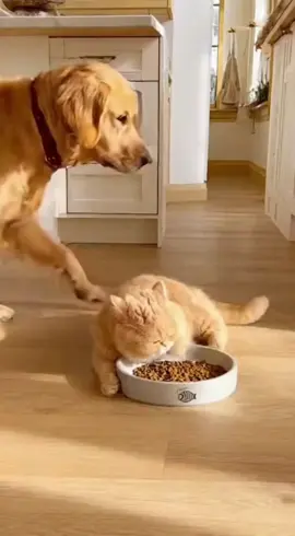 The King Drama :))#funnycat #catcomedy #cutecat #aivideo #cat