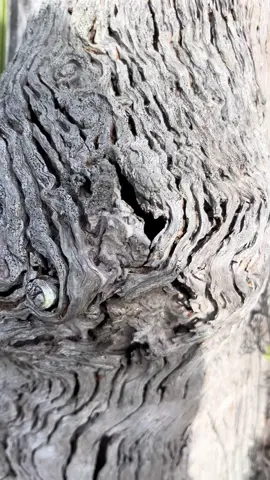 I’m on Skidaway Island right outside of Savannah for context. What is it?  #tree #savannah #skidawayisland #foryoupage #help 