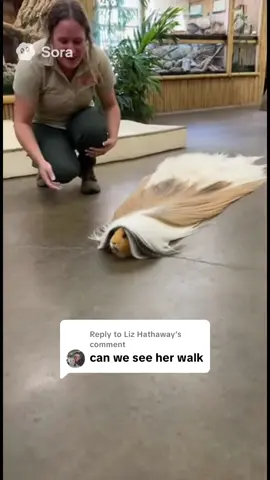 Replying to @Liz Hathaway All the pretty girls walk like this #guineapig #animals #ai #aivideo #sora 