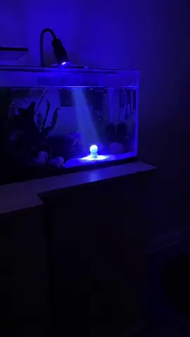 Love this light #fishtok #smiski #aquarius #plantedaquarium 